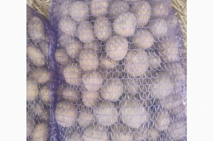 Продается семенной картофель- фото № 1