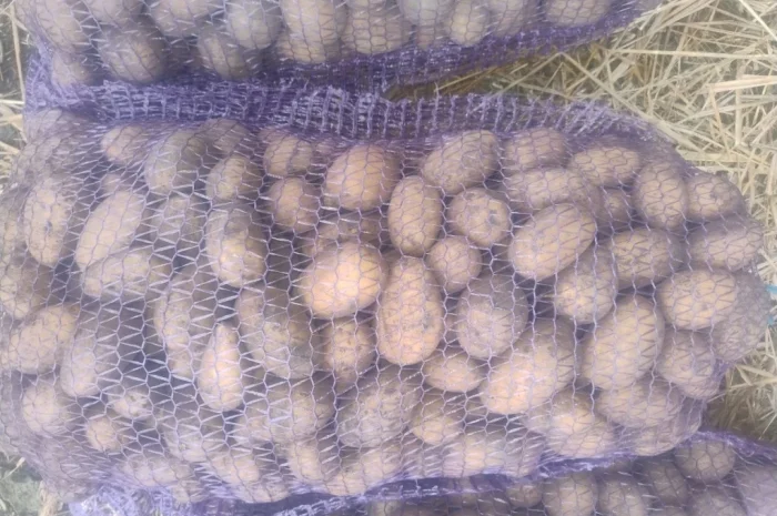 Продается семенной картофель- фото № 2