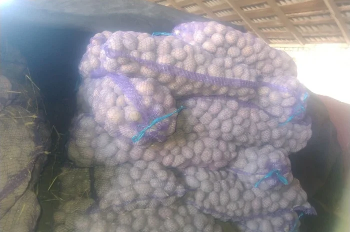 Продается семенной картофель- фото № 3