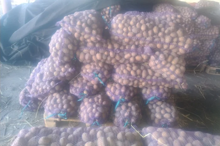 Продается семенной картофель- фото № 4