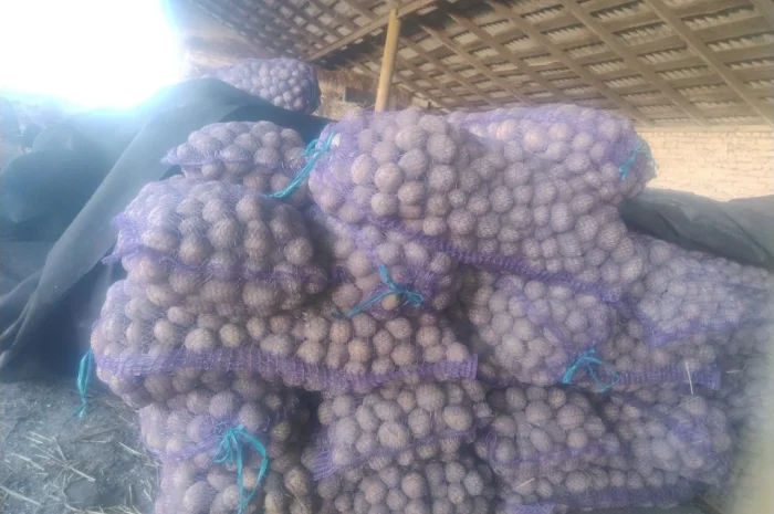 Продается семенной картофель- фото № 5