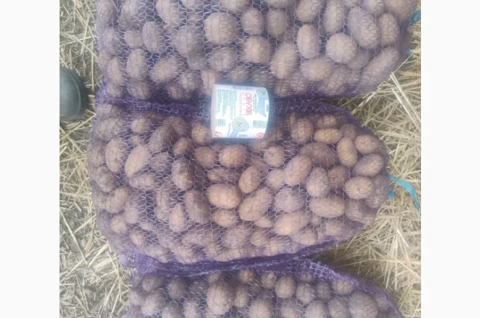 Продается семенной картофель- фото № 6