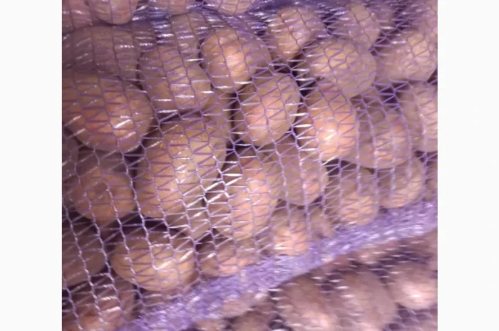 Пропонується насіннева картопля сорту Беллароза- фото № 1