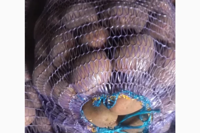 Продается товарная картошка сорта Беларосса- фото № 1