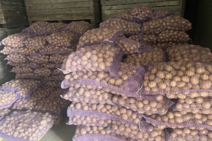 Продается посадочный картофель Констанс- фото № 1