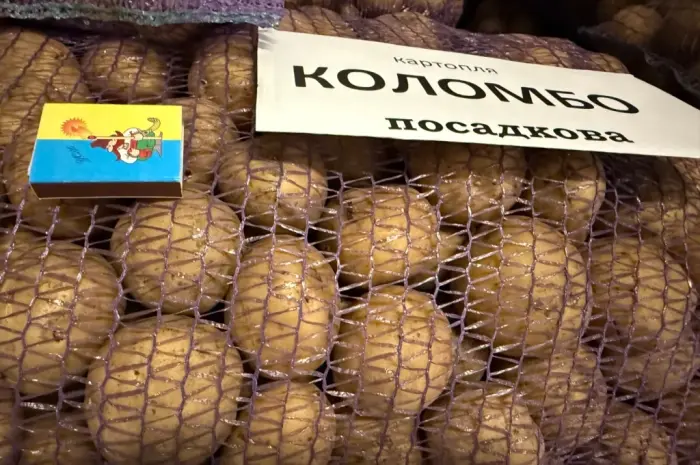 Насіння картоплі сорту Коломбо- фото № 1