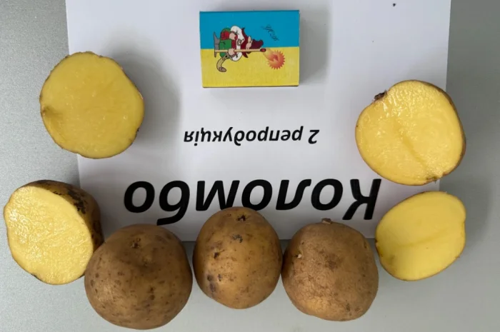 Насіння картоплі сорту Коломбо – продаж- фото № 3