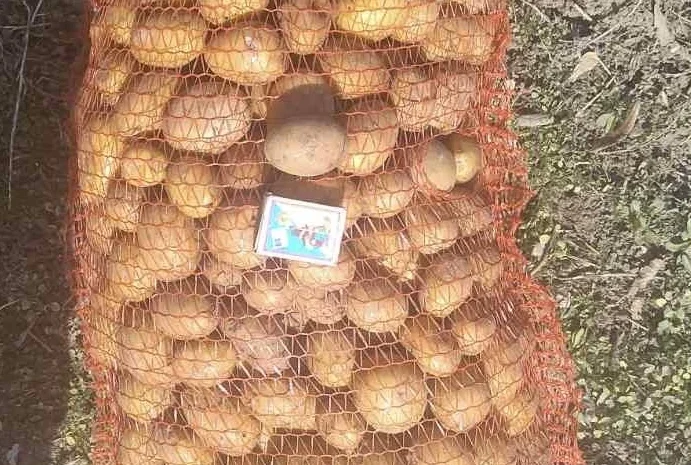 Продается семенной картофель сорта Гранада и Королева Анна- фото № 1