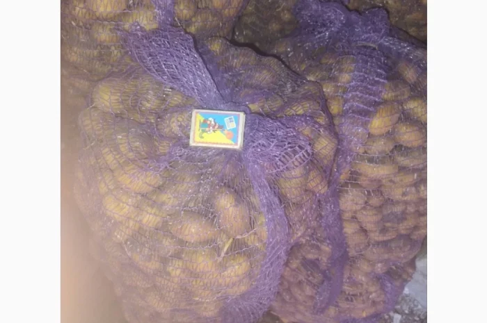 Продается семенной картофель сорта Гранада и Королева Анна- фото № 2