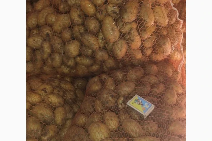 Продается семенной картофель сорта Гранада и Королева Анна- фото № 3