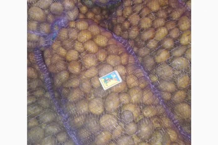 Продается семенной картофель сорта Гранада и Королева Анна- фото № 4