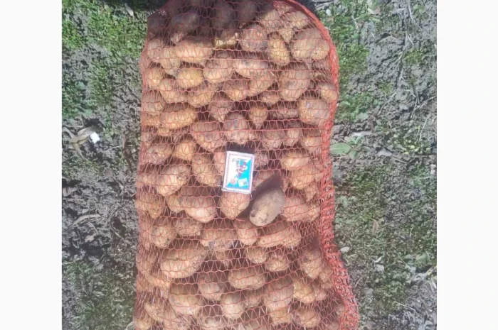 Продается семенной картофель сорта Гранада и Королева Анна- фото № 5