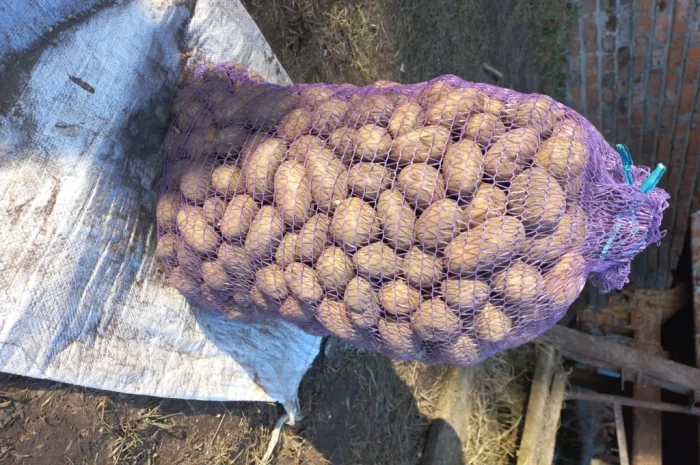 Насиннёвый картофель суперраннего сорта Прада- фото № 1