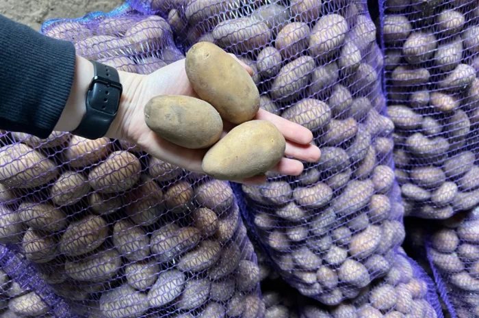 Продается картофель сорт Аризона- фото № 1