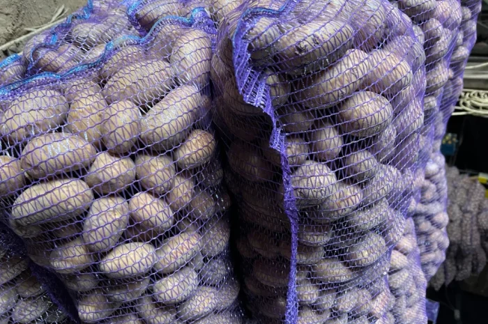 Продается картофель сорт Аризона- фото № 4