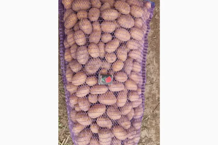 Продается насинневая картошка Королева Анна- фото № 1