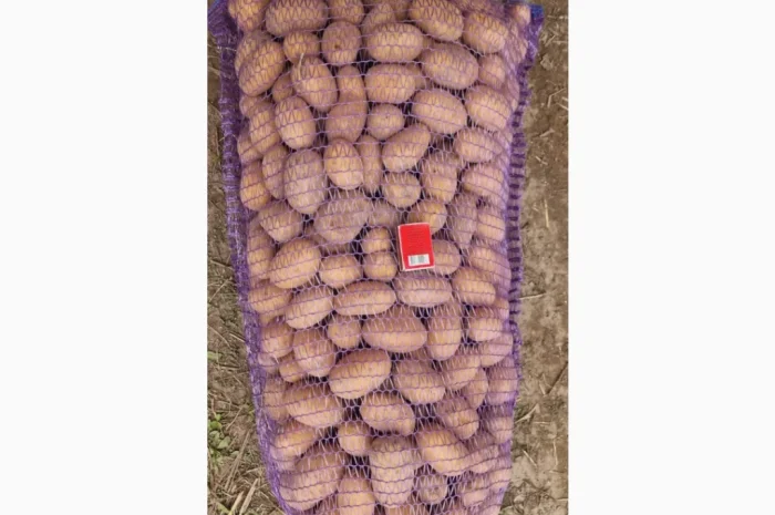 Продается насинневая картошка Королева Анна- фото № 2