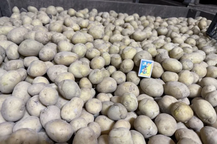Пропозиція насіннєвого картоплі сорту Рівʼєра- фото № 1