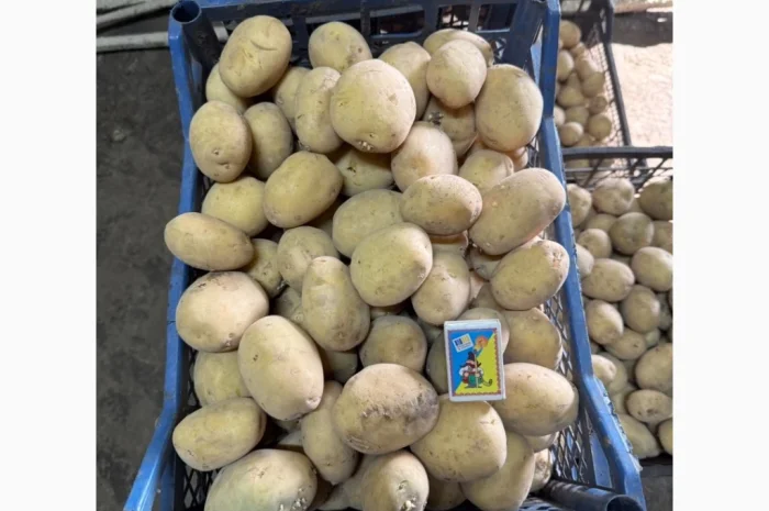 Пропозиція насіннєвого картоплі сорту Рівʼєра- фото № 2