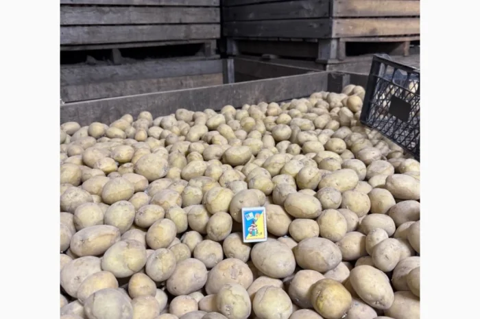 Пропозиція насіннєвого картоплі сорту Рівʼєра- фото № 3