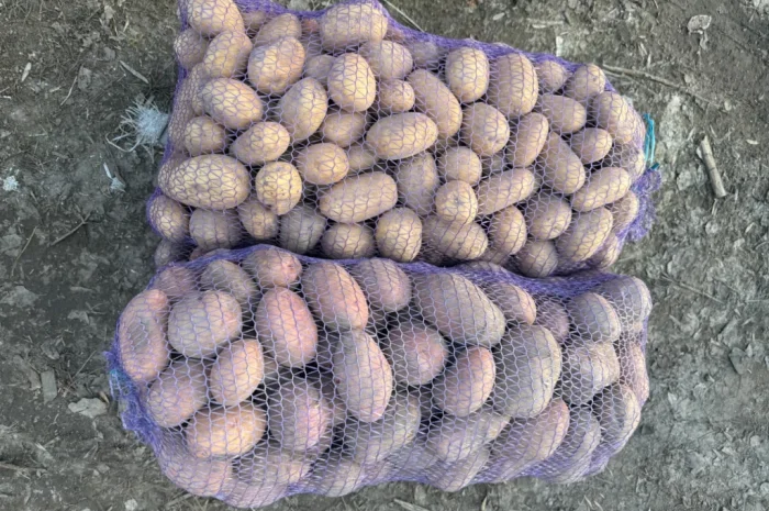 Продается картофель от населения- фото № 3