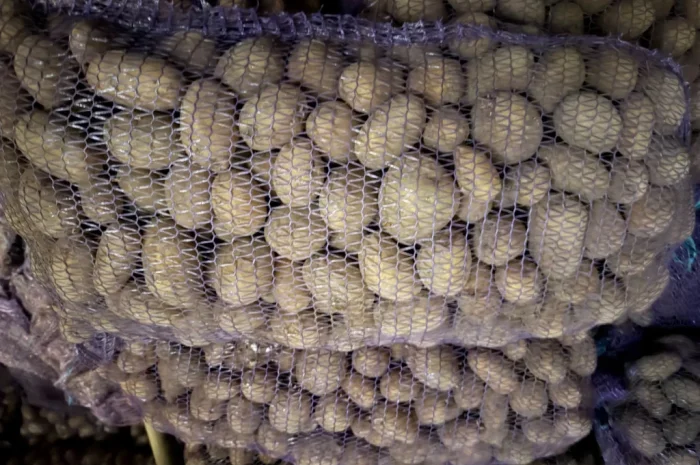 Пропоную насінневий картоплю сортів Арізона та Отолія- фото № 1