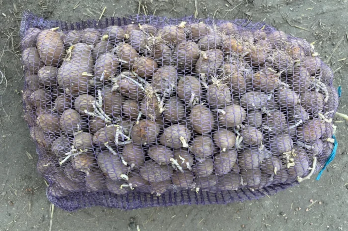 Пропоную насінневий картоплю сортів Арізона та Отолія- фото № 2