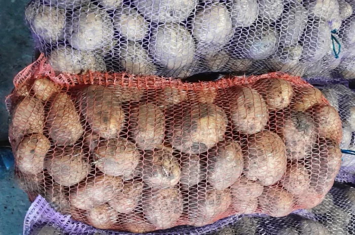 Продается картофель сорт Ривьера и другие- фото № 1