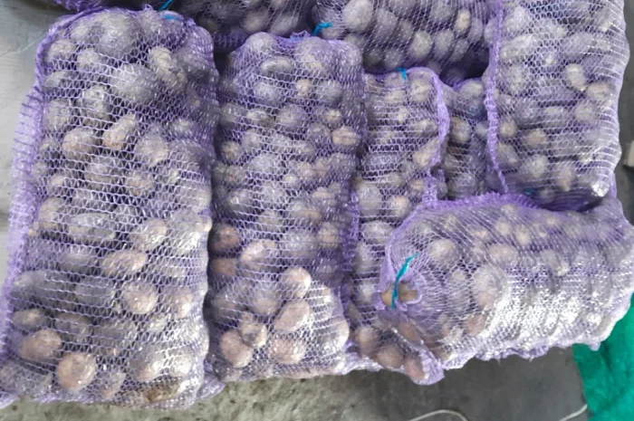 Продается картофель сорт Ривьера и другие- фото № 2