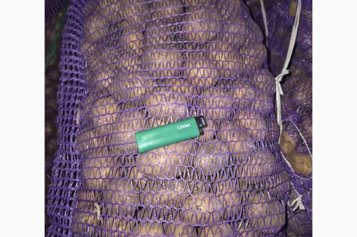 Продажа семенного картофеля разных сортов- фото № 1