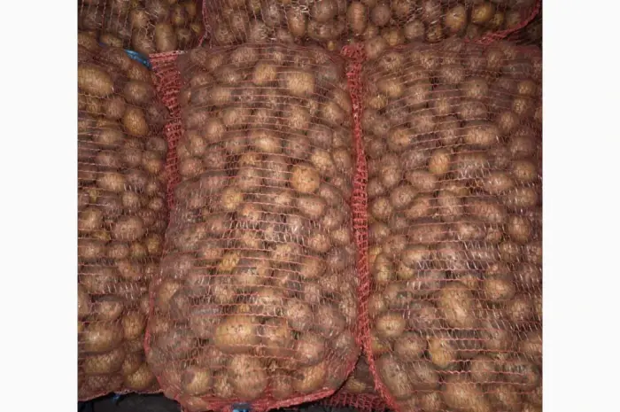 Продам семенной картофель- фото № 2