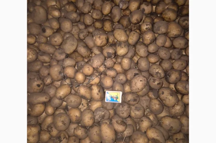 Продажа семенного картофеля разных сортов- фото № 3