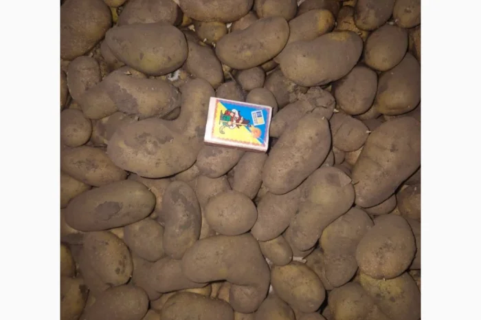 Продажа семенного картофеля разных сортов- фото № 1