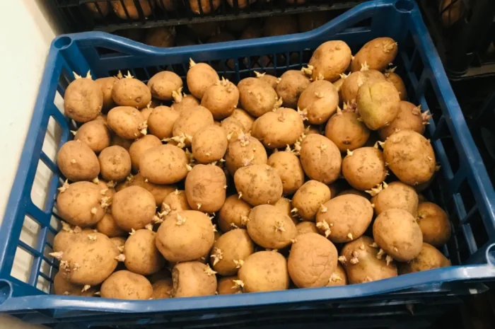 Пропоную посадкову картоплю рів’єра- фото № 3