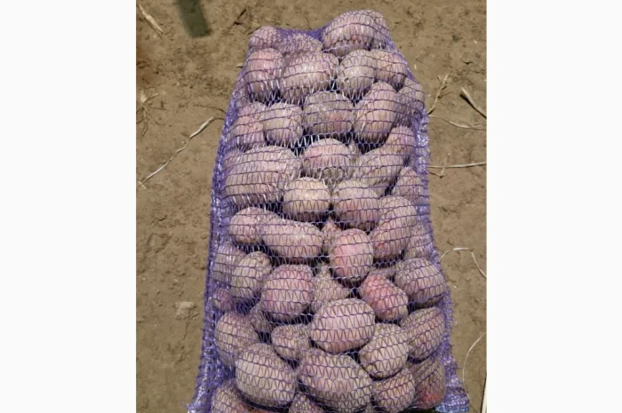 Продается товарная картошка сорта Білароса- фото № 1