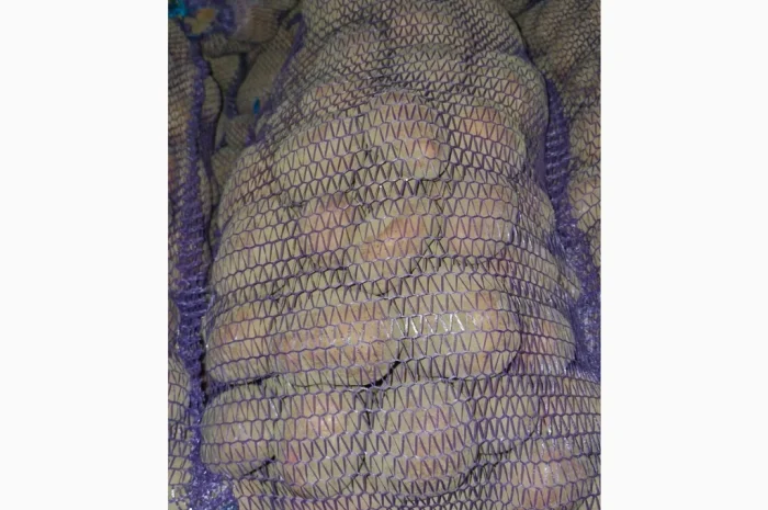 Продается товарная картошка сорта Білароса- фото № 2