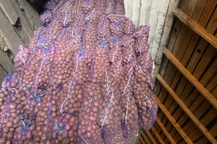 Продается семенной картофель- фото № 1