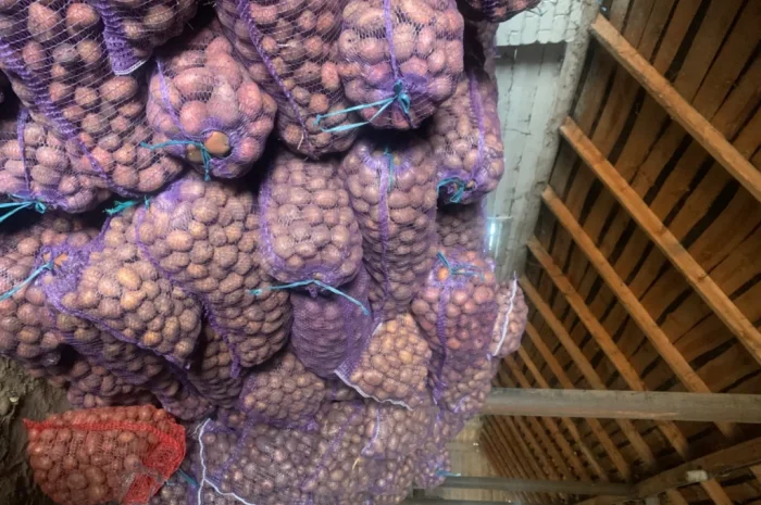 Продается семенной картофель- фото № 2