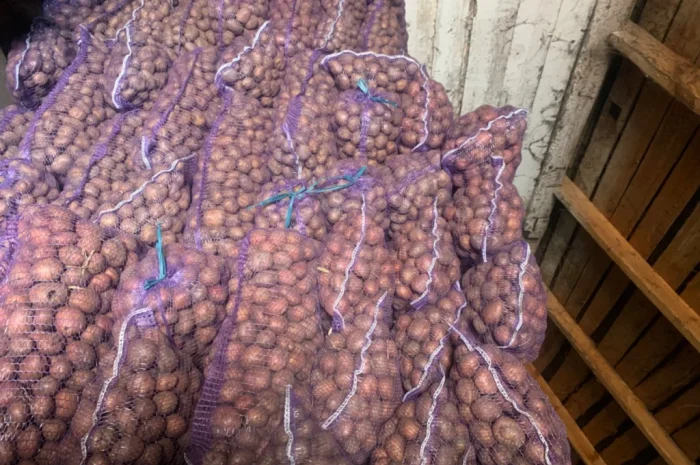 Продается семенной картофель- фото № 4