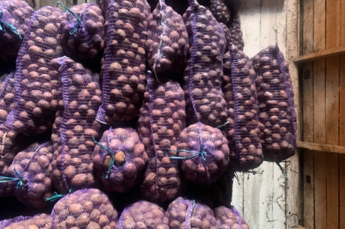 Продается семенной картофель- фото № 5