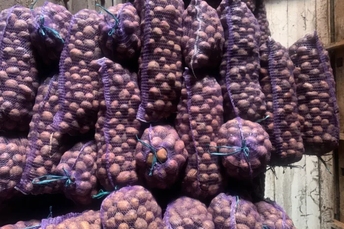 Продается семенной картофель- фото № 6