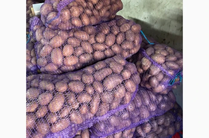Продаж картоплі різних сортів- фото № 2