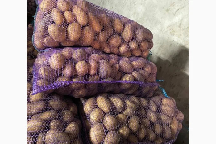 Продаж картоплі різних сортів- фото № 3