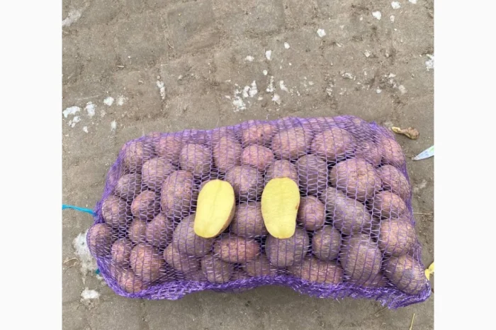 Продаж картоплі різних сортів- фото № 4