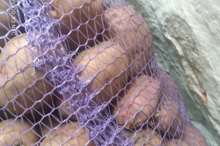 Пропонується картопля сорту Княгиня- фото № 1