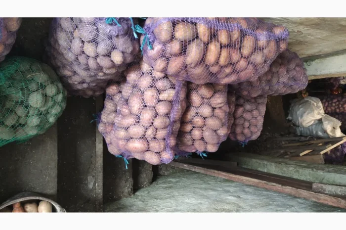 Пропонується картопля сорту Княгиня- фото № 2