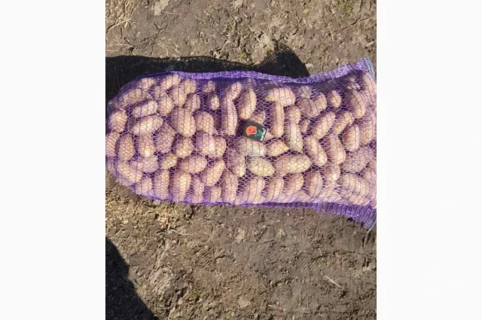 Продается посадочная картошка сорта ГРАНАДА- фото № 2