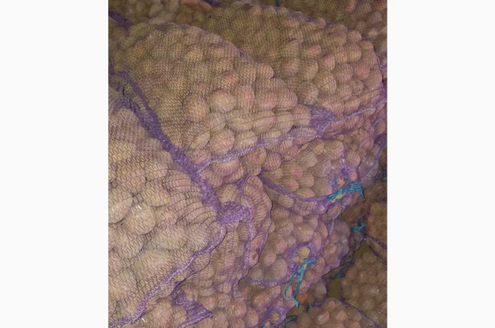 Продается семенной картофель сорта Білароса- фото № 1