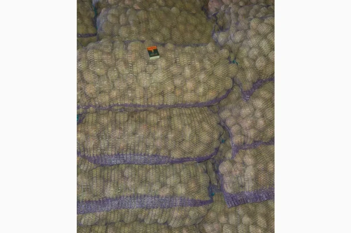 Продается семенной картофель сорта Білароса- фото № 3