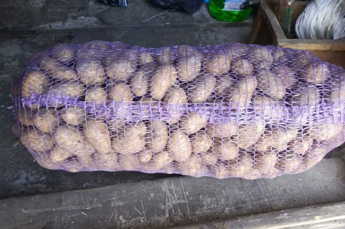 Продается семенная картошка различных сортов- фото № 1